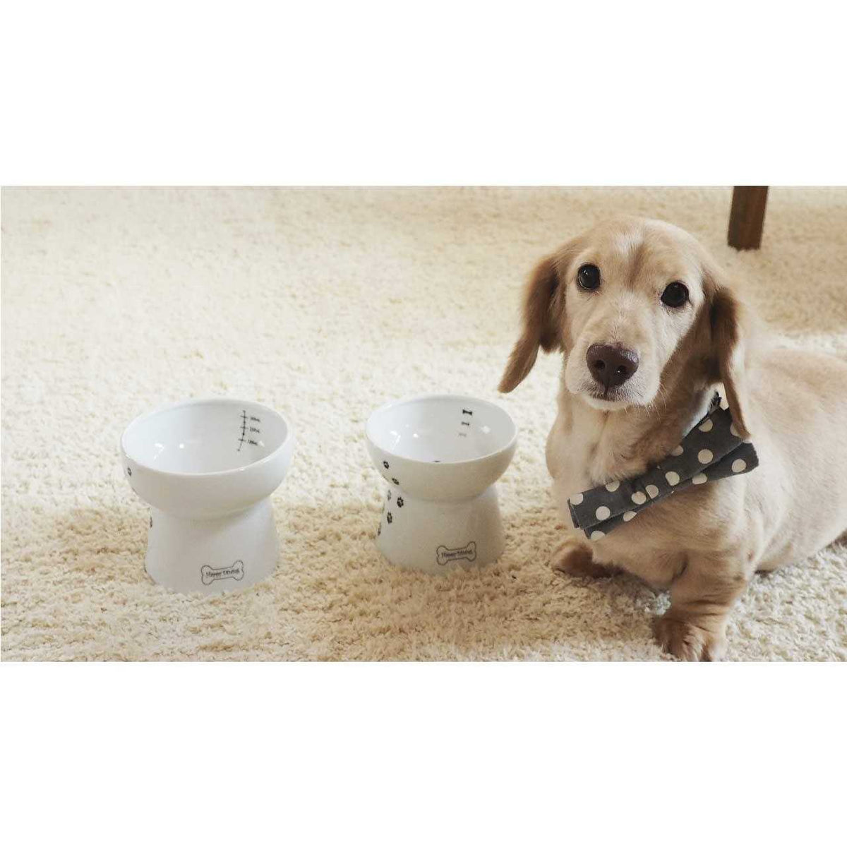 Raised Dog Food Bowl O47750