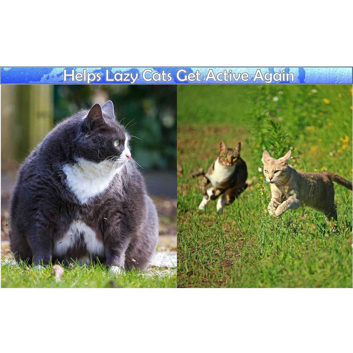 Cat Grooming Arch with Catnip H986